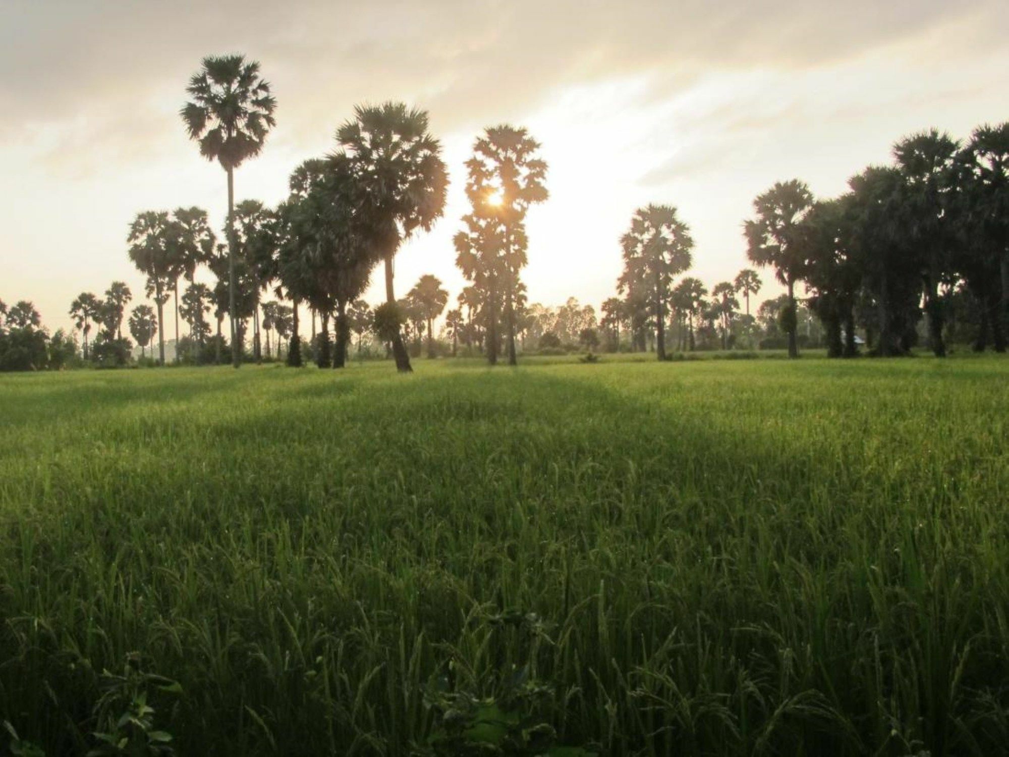 Champa Lodge Kampot Eksteriør billede